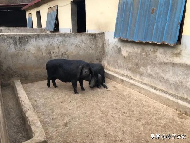 微型猪的价格:按照目前的生猪价格，现在再进一批猪仔养的话，行情能看好吗？