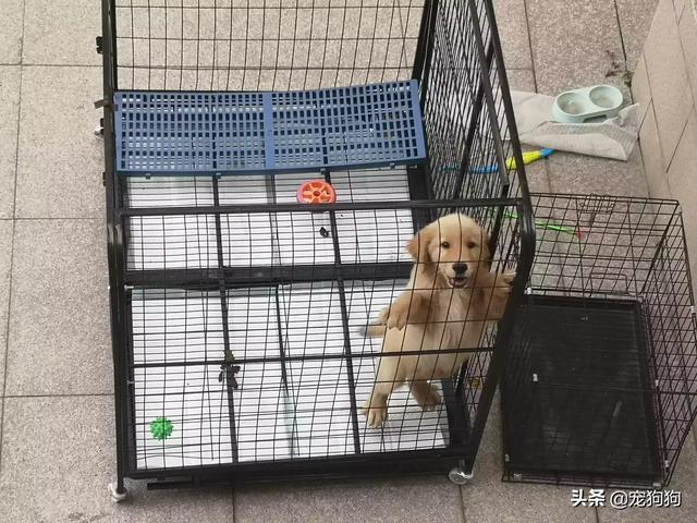 狗狗金毛犬怎么训练:金毛犬好训练吗？应该怎么去训练它？