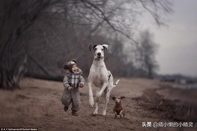 驯养宠物知识大全:狗狗一生分为几个阶段，你觉得饲养中需要注意什么？