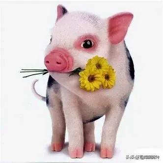 武汉家养荷兰猪寿命:荷兰猪怎么养？吃什么？平时应该注意什么？