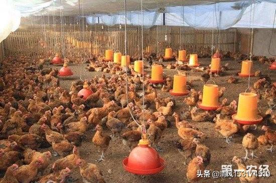 鸡感冒吃什么药好的快了:一斤左右的小鸡生病用什么药好？