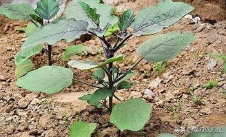 种植茄子是育苗移栽好,还是直播好？