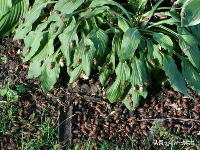 蝉是益虫还是害虫:金龟子是益虫还是害虫 农村里常见的蜻蜓，是害虫还是益虫呢？