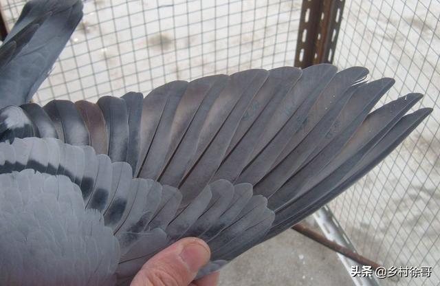 鸽子眼里的适应圈是怎么形成的，鸽子怎么样利用翅膀感知环境