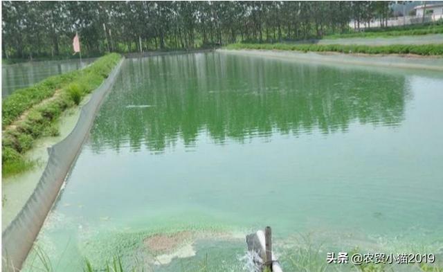 新鱼塘水浑浊怎么处理:新鱼塘水浑浊怎么办 刚挖的池塘在进行水产养殖前，如何消毒杀菌？