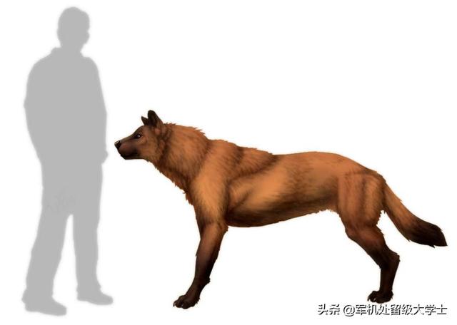 头条问答 老虎是猫科动物吗 犬科最强是什么 能打败老虎吗 5个回答