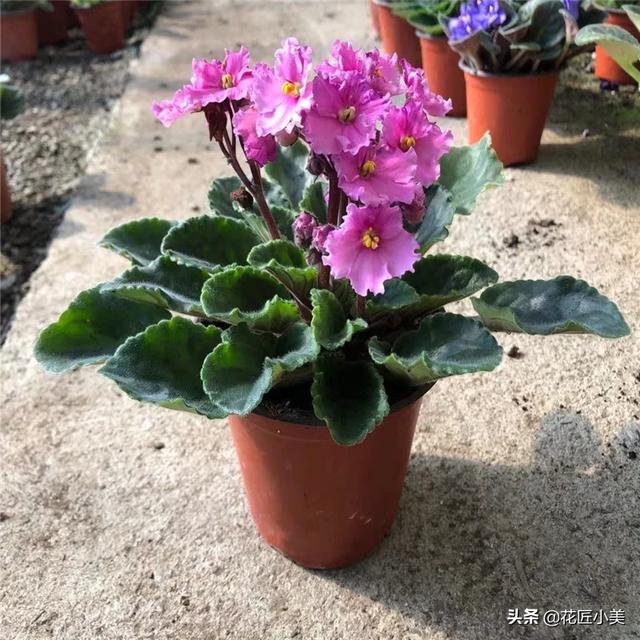 非洲堇一盆能栽多棵吗:盆栽种植非洲堇，需要注意什么？