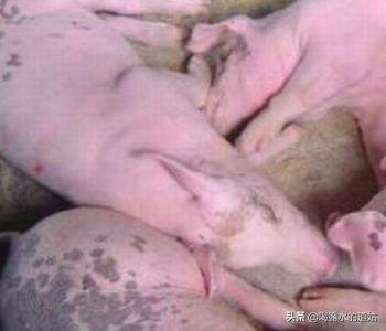 养猪疾病百科:夏季猪场常见病，应该如何防治？