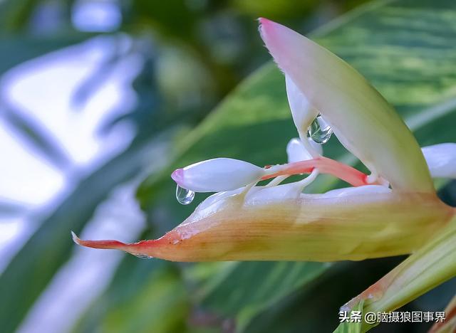 入门“残幅” “狗头”，真的能拍出质感通透的大片吗