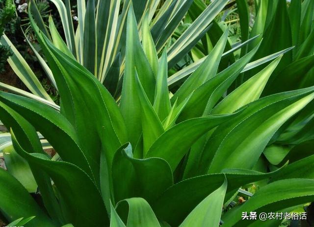 龙舌兰的养殖方法:盆栽龙舌兰需要注意什么？