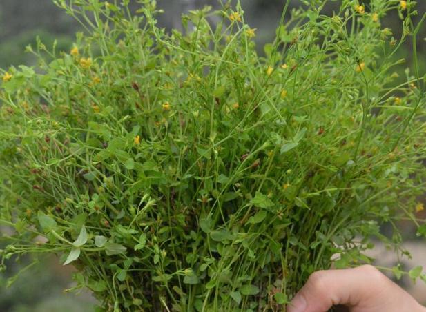 农村里有种叫做七寸金的野草有什么作用?-惠修网