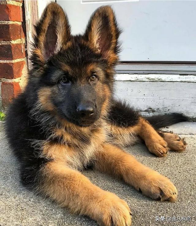 德国牧羊犬是怎样的狗狗？