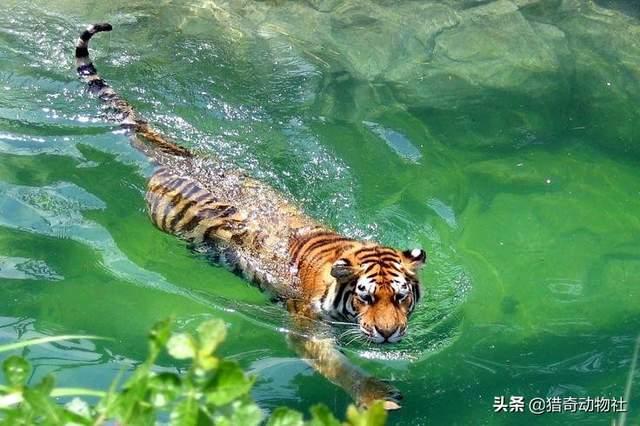 食源性寄生虫病的防御:夏季食源性疾病来袭，如何应对病从口入？