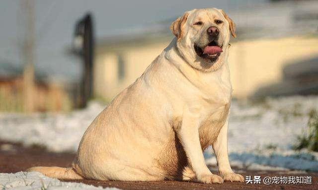 拉布拉多犬视频:家里养了一只拉布拉多狗狗，媳妇怀孕了，还可以继续养吗？ 拉布拉多犬视频播放