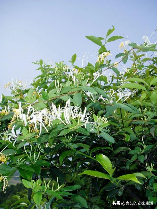 懒汉金银花一亩需多少株苗有什么需要注意的吗