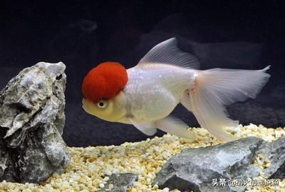 狮子头金鱼头发白:狮子头金鱼烂头了怎么办？