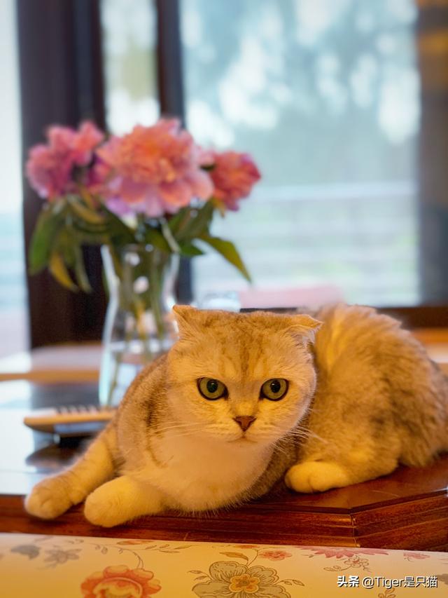三亚苏格兰折耳猫价格:折耳猫一只多少钱，好养吗？