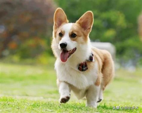 丹东八哥狗多少钱:一千块就能买得到的“小型犬”有哪些？