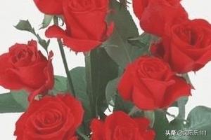 玫瑰与月季的区别,月季花与玫瑰花区别大吗？