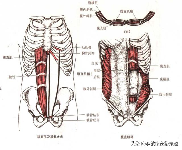 深蹲可以锻炼腹肌吗