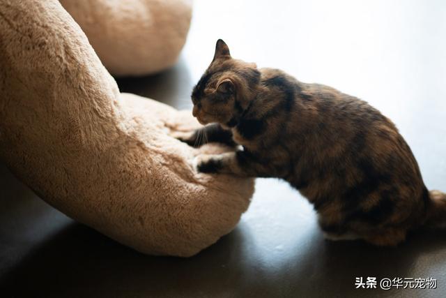 狗狗训练手册下载百度云:怎么样教狗记住在卫生间上厕所？