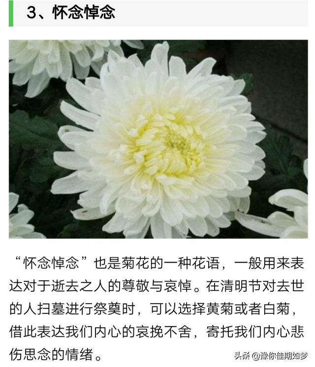 头条问答 为什么在参加葬礼时要送菊花 一只小秋秋哇的回答 0赞