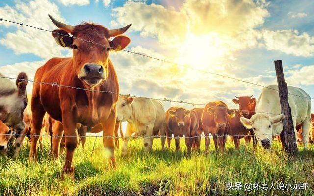 嘉祥县猛犬网址基地:在浙江丽水想养殖黄牛去哪里进牛犊比较好？有朋友推荐吗？