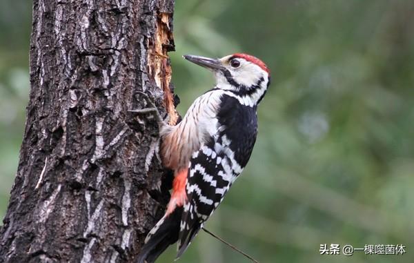 啄木鸟的特点:啄木鸟为什么不在地上找吃的？非要啄树找虫子，多么费劲？