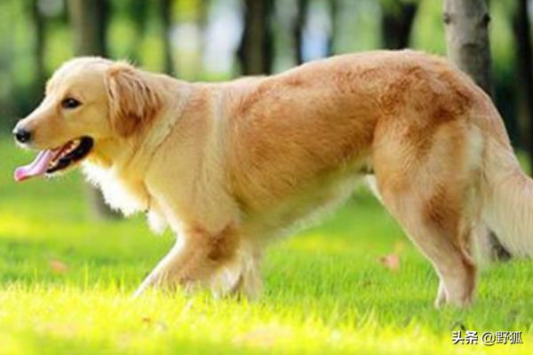 狗狗金毛犬怎么训练:金毛犬好训练吗？应该怎么去训练它？