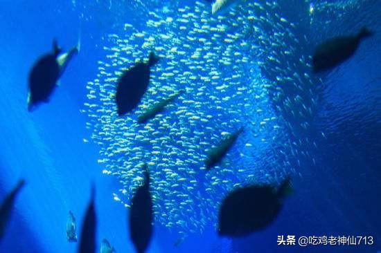 海洋哺乳类动物价值:从生物学的角度来看，鲸鱼为什么是哺乳动物？