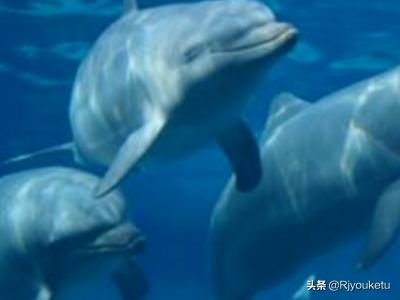 蝙蝠睡觉的姿势是什么样的:动物常见的几种睡觉方式？