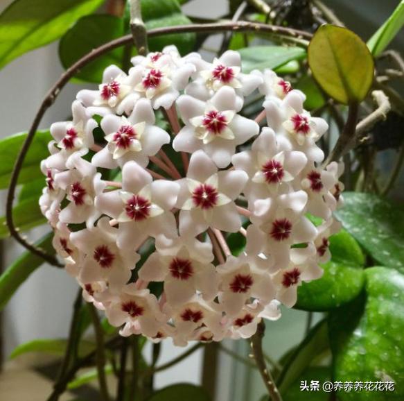 球兰图片:家庭球兰该怎么养？怎么让它开花？