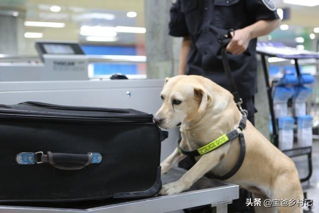 警察与防暴犬图片:遇到警犬，摸一下会有什么后果？