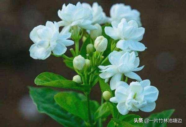 薄荷花,哪种散发香味的花适合在家养？