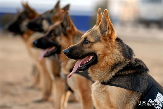 寶龍德国牧羊犬俱乐部:养一只德国牧羊犬怎么样？一个月会花销多少？ csv德国牧羊犬俱乐部