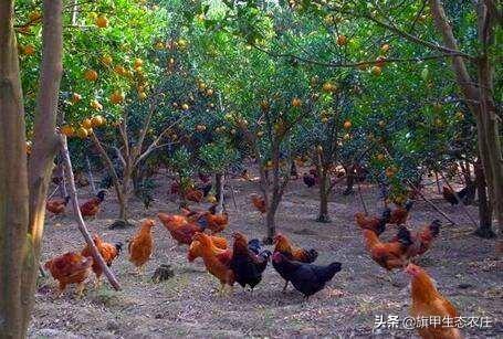 散养土鸡:农村里散养土鸡，为什么鸡窝里面总要留一个鸡蛋？