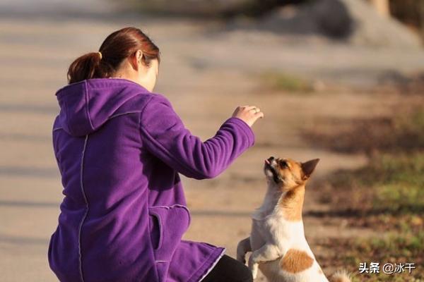 怎么样预防犬细小:怎么预防狗狗得细小犬瘟？