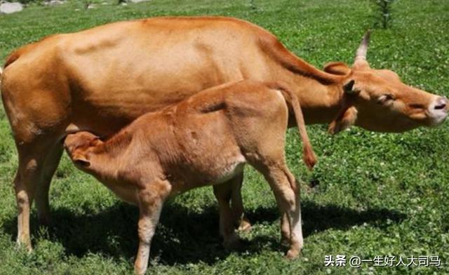 小龙猫用什么人工喂奶:为什么要给犊牛喂初乳？给犊牛喂初乳应该注意哪些事项？