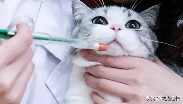 福原爱宠物医院赖教授:赖氨酸膏，是养猫必备吗？