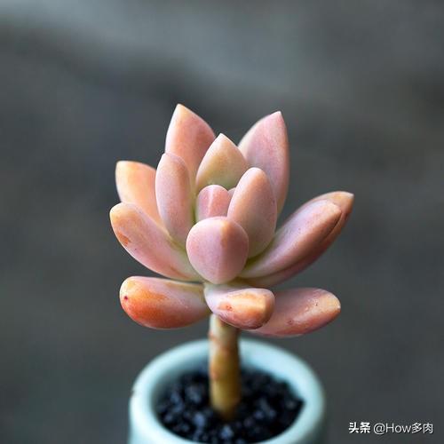 头条问答 秋丽夏天如何浇水 6个回答