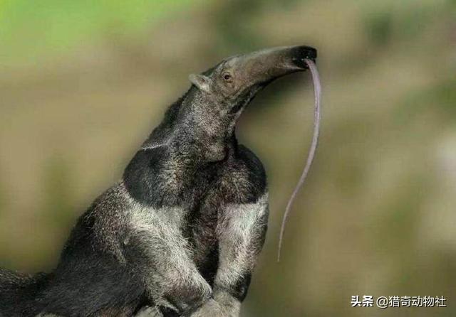 一群行军蚁能否对付一只饥饿的食蚁兽？