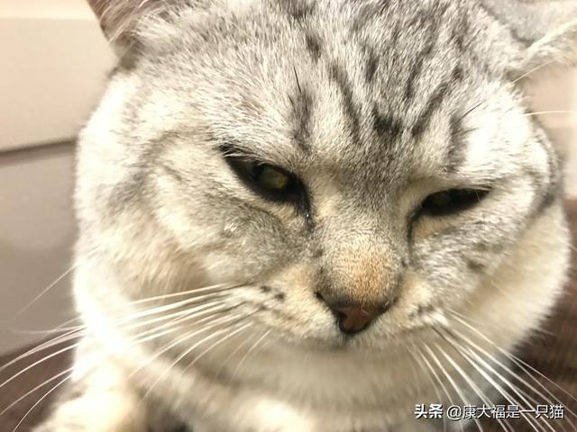头条问答- 猫长大后眼睛颜色会变化吗？(48个回答)