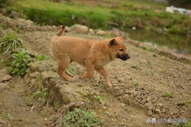 中国宠物狗的品种及图片大全:你认为在中国哪10种狗狗最受欢迎？