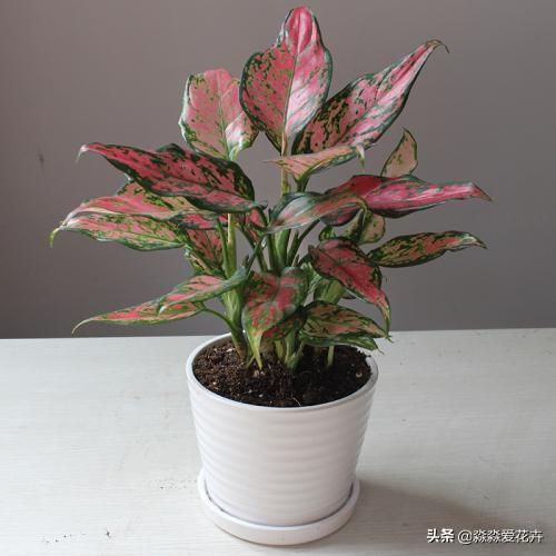 花叶万年青根系发达吗:花叶万年青怎么长得粗壮 花叶万年青怎样盆栽和管理？