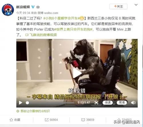 小狗种鲜花:你会花半个月的工资养小猫小狗吗？为什么？