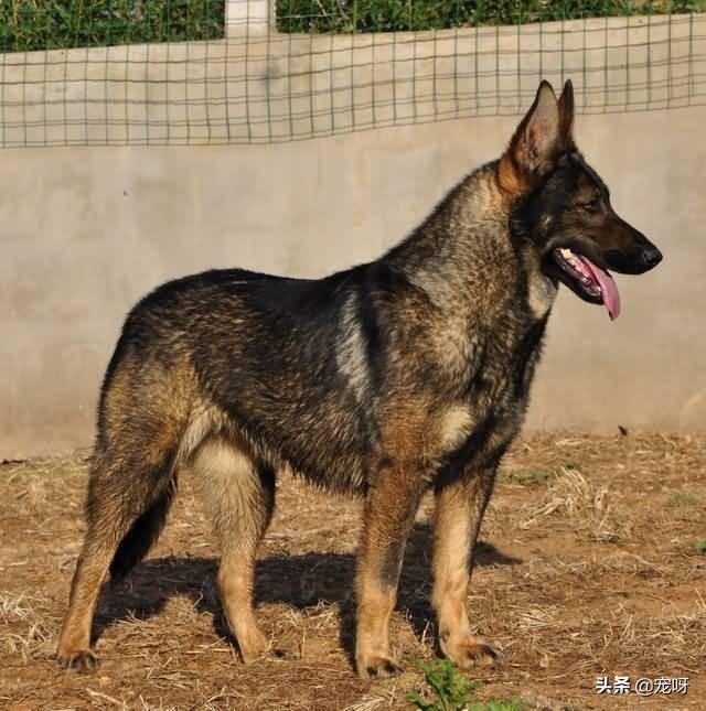 昆明狼犬凶猛吗:法国狼犬凶猛吗 世界上最可怕的四种狼犬是哪四种？有何依据？