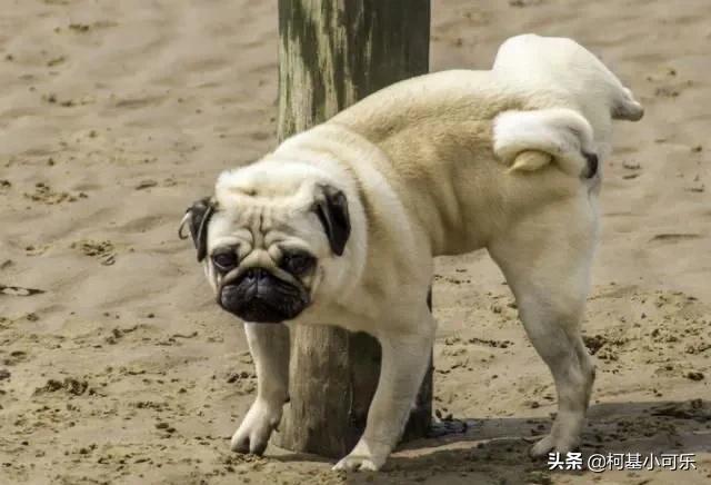 犬尿道结石:狗狗尿路感染最长什么时候能好啊？