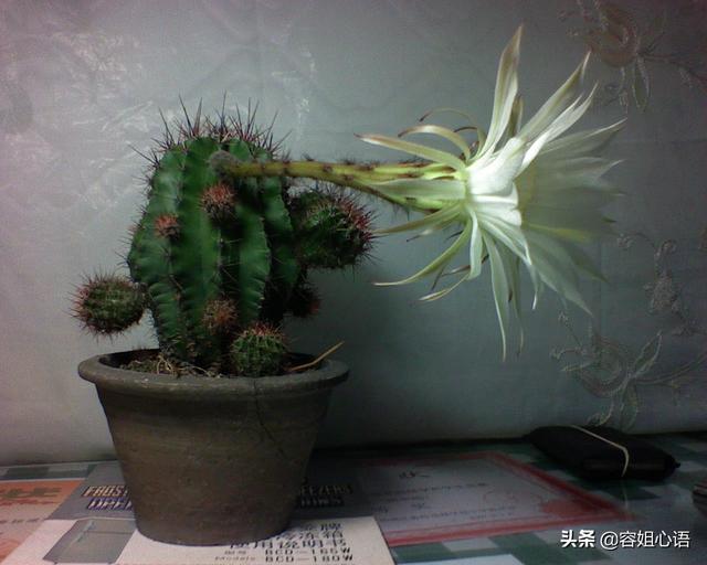 金琥 花期:仙人球开花后把开花的枝剪掉还能再开花吗？