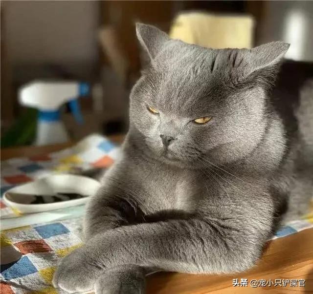 皇家宠物医院可以做便检吗:美短不拉大便有什么影响，美短不排便影响健康吗？