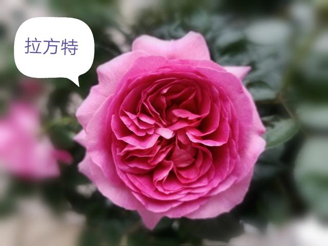 优秀月季花品种介绍百度网:名贵月季十大品种是哪些品种？